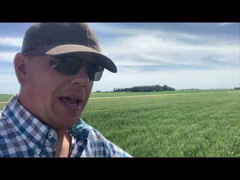Why we went with Spring Wheat in our Rotation.