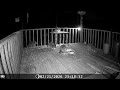 Archive Files of Deck Trail Camera Compilation 20260223 H