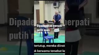 Tak Kenal Maka Tak Sayang Tidak Rugi Jauh Jauh Datang Iwan Fals Puas Membuktikan pencaksilat mp