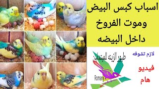 موت العصفور داخل البيضة(كبس البيض) الاسباب والحل