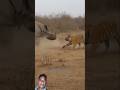 #wildlife #animals #beautiful #পশুপাখি #animalfight #hrino #tiger