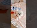 #Cut Puppy🐶, #Dog Lover Pet Happiness #Baby #Hugpet Beautifully #heartlove