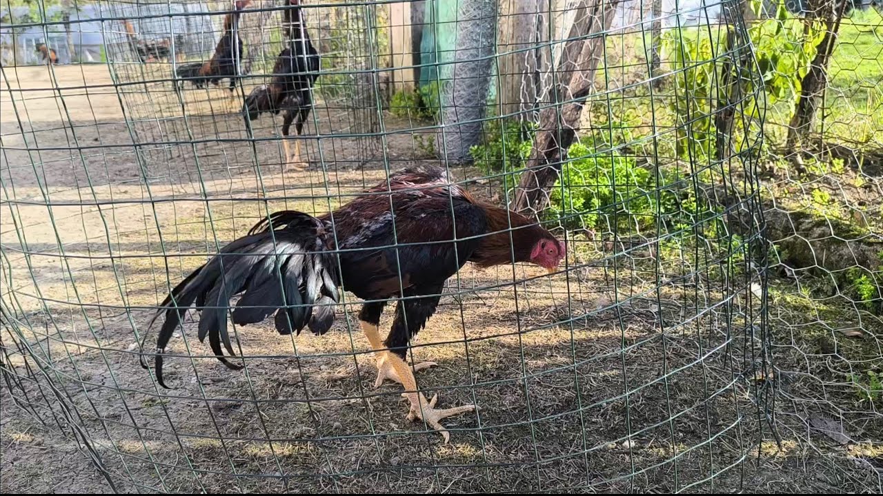 İç parazit, ikili karma aşı ve  çiçek aşısı ile süreci tamamlarım.