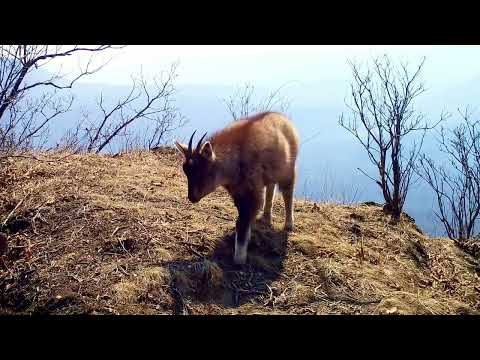 Редкий горал впервые на видео "Земли леопарда"