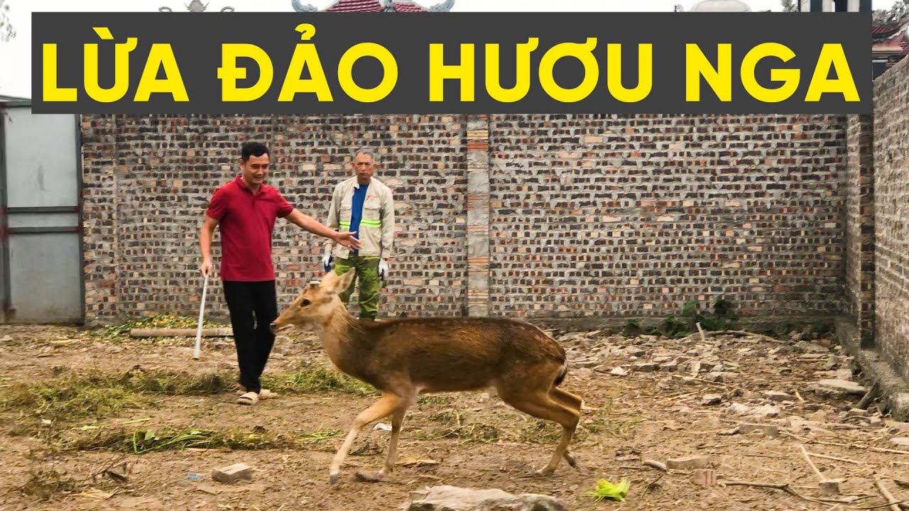 TẬP ĐOÀN LỪA ĐẢO HƯƠU NGA | XEM ĐỂ TRÁNH MẮC PHẢI