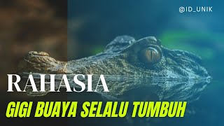 Gigi buaya selalu tumbuh ! 🐊 #crocodile #buaya #reptiles #faktaunik #faktamenarik #video #animals