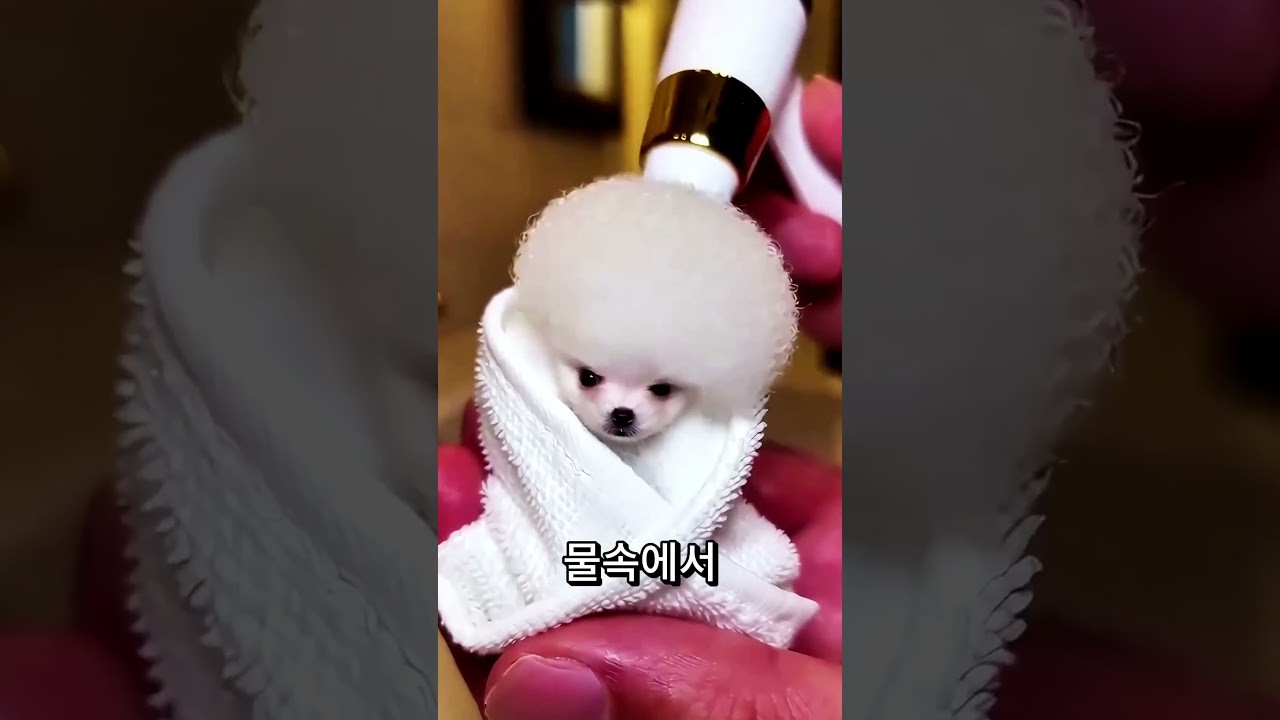 엄지손가락만 했던 아기 강아지 😭🐶