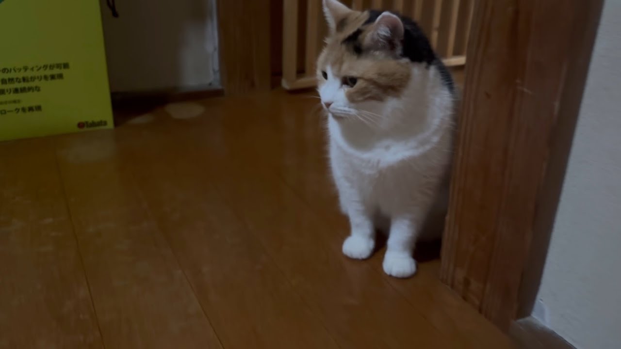 三毛猫】玄関まわりを念入りにチェックするミケ（2025年9月3日） - YouTube