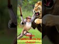 monkey and and Lion fighting #housemusic #cat #music #cute #helpmemakethismakesense #kitty