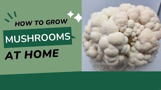 Mushroom Grow Kit Instructions