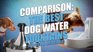 Top 10 Best Dog Water Fountains Review