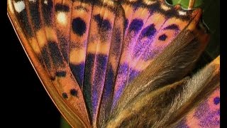 Download Lagu Documentary: Lesser Purple Emperor (Apatura ilia f. clytie) MP3 Download Lagu Documentary: Lesser Purple Emperor (Apatura ilia f. clytie) MP3