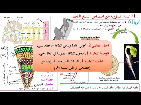 البنيات النسيجية المتخصصة في امتصاص ونقل النسغ الخام