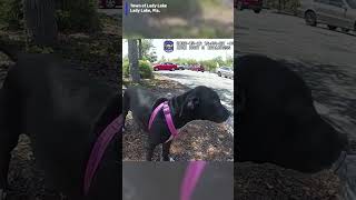Bodycam video shows puppy rescue from hot car