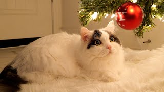 A Reason Cat Owner Must Have a Christmas Tree! by 꼬부기아빠 Human Cat Tree 4,147 views 4 months ago 3 minutes, 52 seconds