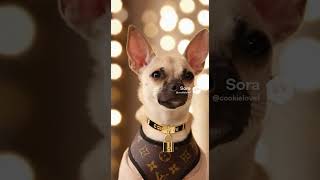 cookie the Chihuahua ambassador for Luis vutton A.I.