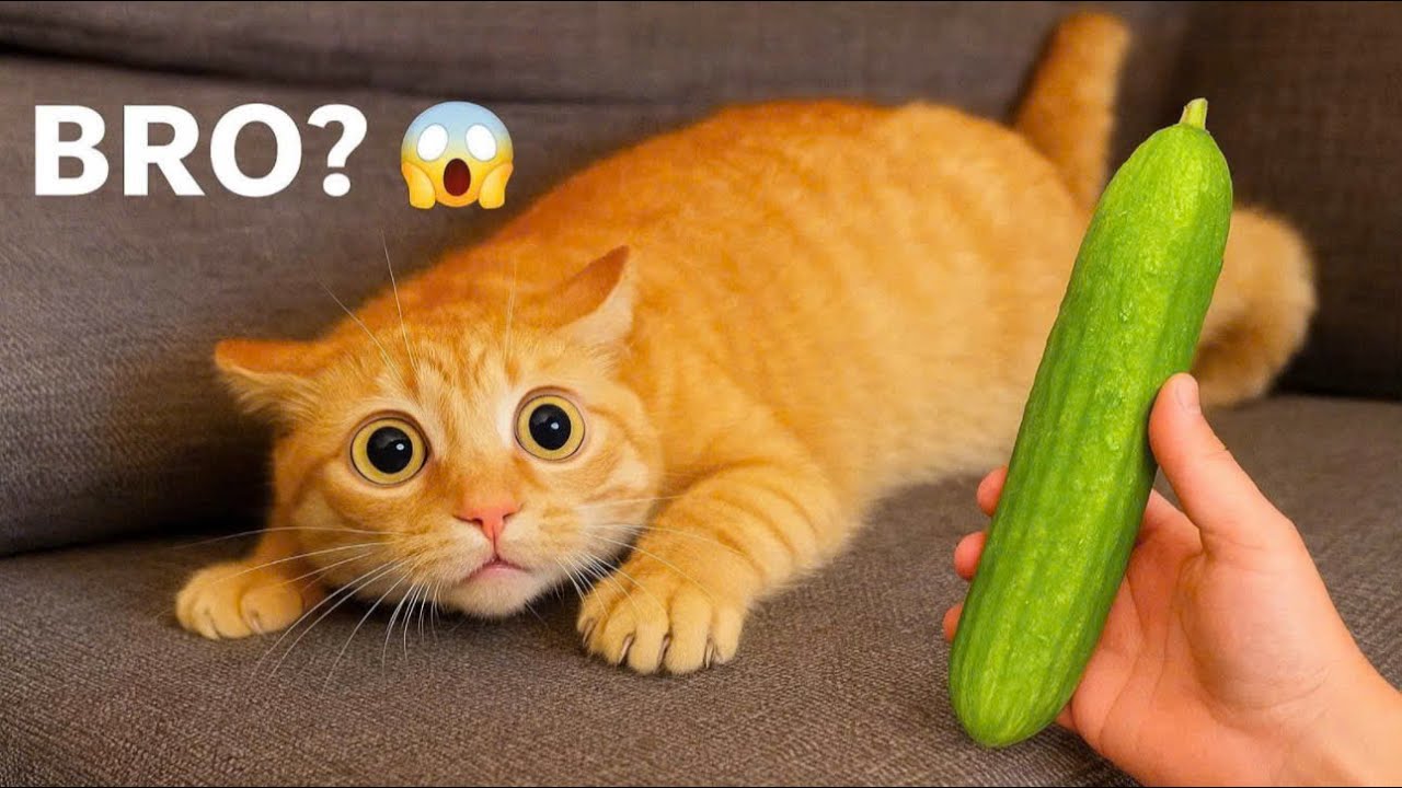 Funniest Cats and Dogs Clips 2025😼🐶Try Not To Laugh😜