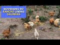 GALINHAS POEDEIRAS NO RANCHO DO TIO BILHO E REZINHA | episódio 98