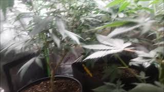 Ms Kay's Garden