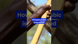 Sudan produces 80% of the world's #gum #arabic. Here is how farmers collect it. #bigbusiness