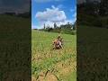 Moto pulverizadora caseiro batendo o veneno no milho #pecuarista #agro #trator