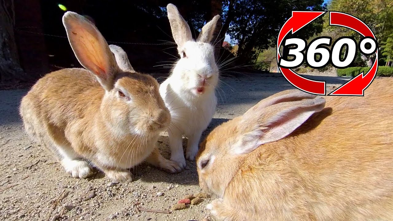 VR 360° | You can see the cute rabbits eating up close. - YouTube