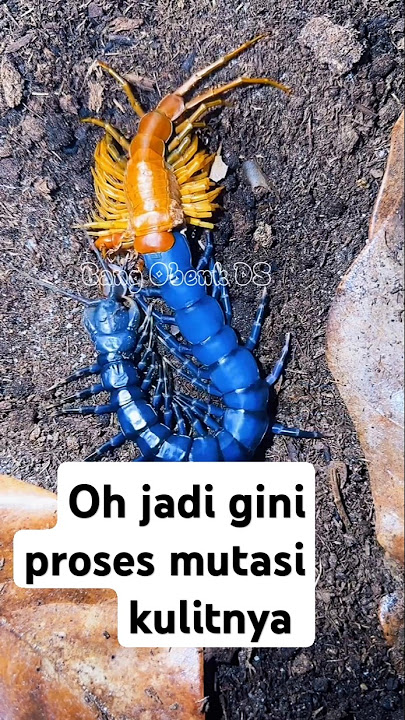 WOW 😱!!'Detik-Detik Kelabang Raksasa Ganti Kulit, Bikin Merinding #shorts #ikan #fishing #animals