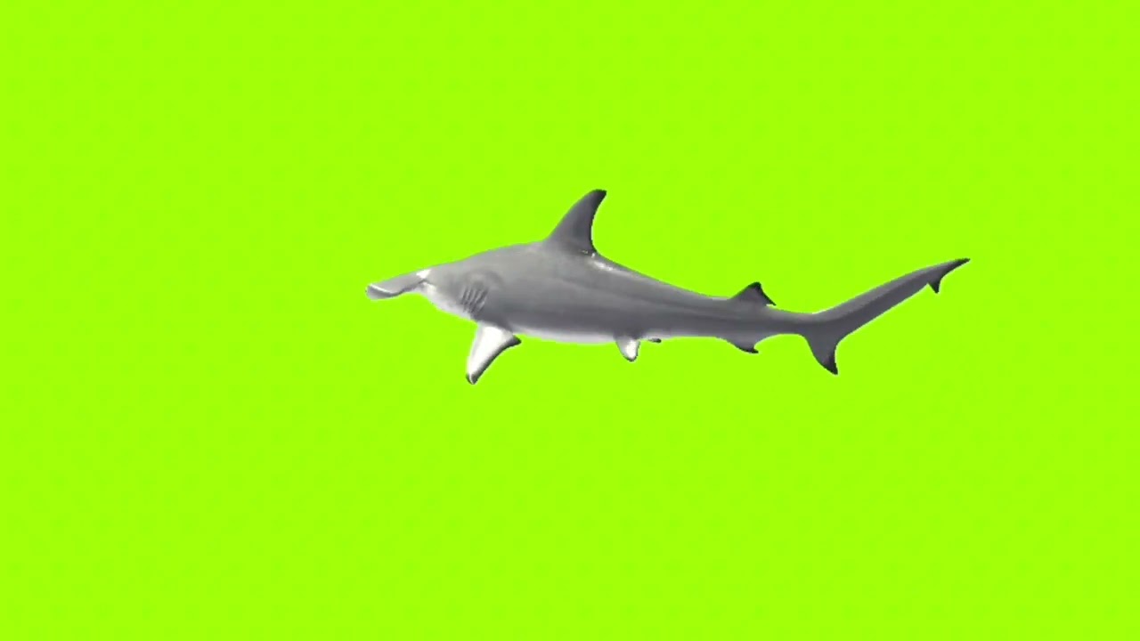 Attacking white shark green screen for animation making।green screen।ostad animation