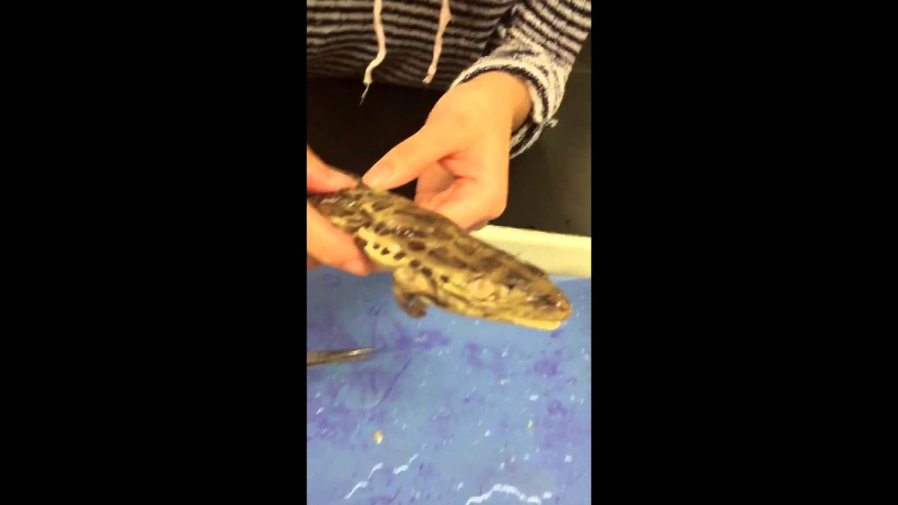 External Anatomy of Froggy the Frog