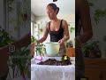 How To Repot Alocasia Zebrina Plant #indoorplants #plants #plantslover #vibes #gardeningtips
