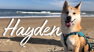 Meet Hayden   Rescued from dog meat farm!