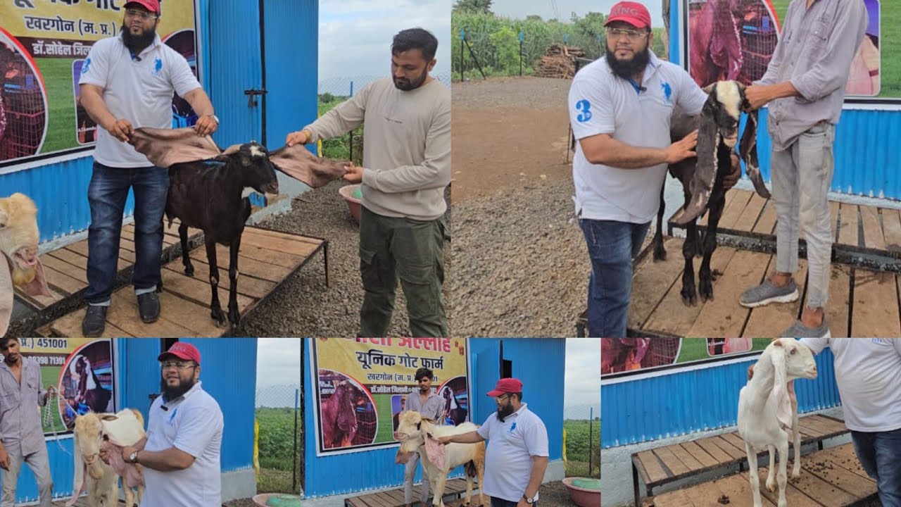 Doctor Sahab ka Hyderabadi Bakaron Ka Breeding Setup Khargone M.p|Mashallah Unique Goat Farm