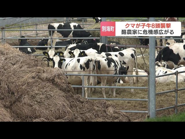 味を覚えているかもしれない…」子牛8頭を襲って17センチの足跡を残し