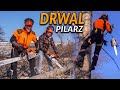 PRACA PRZY WYCINCE DRZEW? DRWAL, PILARZ, ARBORYSTA | DO ROBOTY