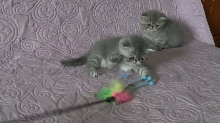 Video 695231: exotic shorthair kitten, blue silver tabby, tabby girl, cattery