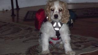 Coopers RUFF WEAR Backpacking Gear