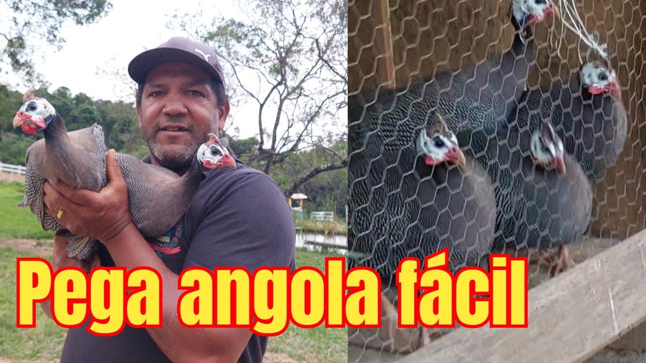 Armadilha pra pegar galinha angola 