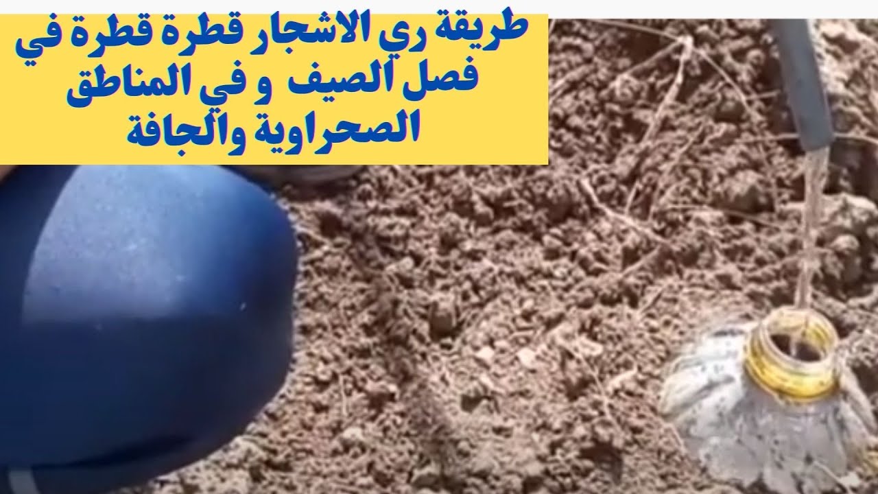 طريقة سقي الاشجار بالتقطير (قطرة قطرة) في المناطق الصحراوية و الجافة/ Watering trees in the summer