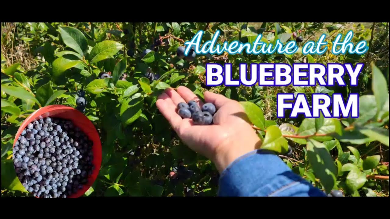 BLUEBERRY FARM ADVENTURE Blueberry Picking Bandon, Oregon & Nearby
