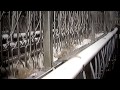 Farm to Fridge - The Truth Behind Meat Production