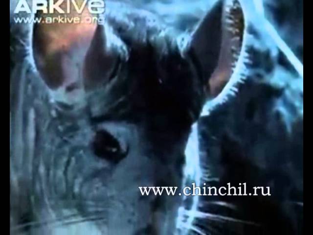 Шиншилла в дикой природе