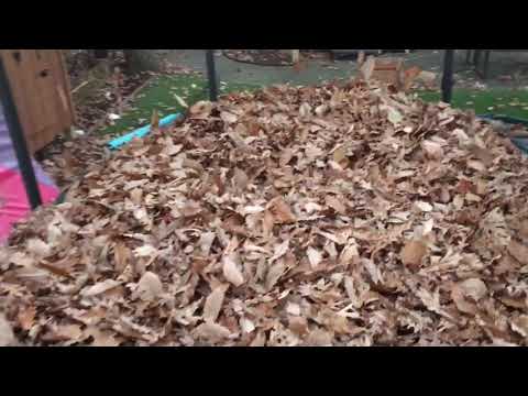 Our trampoline is filled with leaves!
