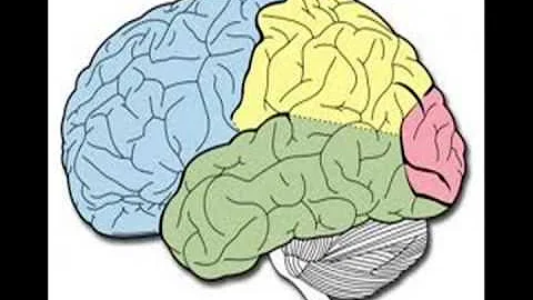 ¿Qué agudiza el cerebro?