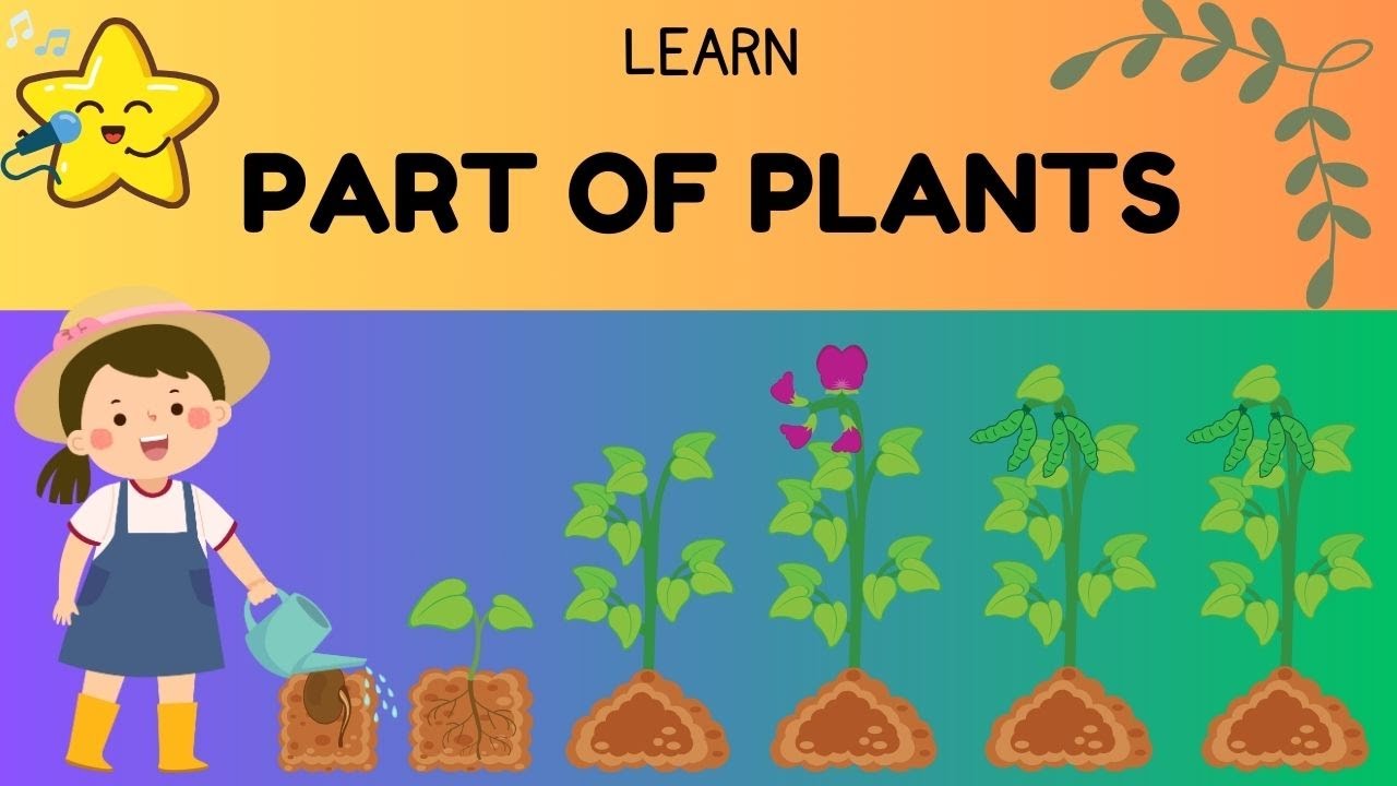 Plant Parts Song for Kids | Learn About Seeds, Roots, Stems, Leaves, and More! Plant Parts Song for Kids | Learn About Seeds, Roots, Stems, Leaves, and More!