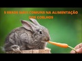 5 erros comuns na alimentação dos coelhos