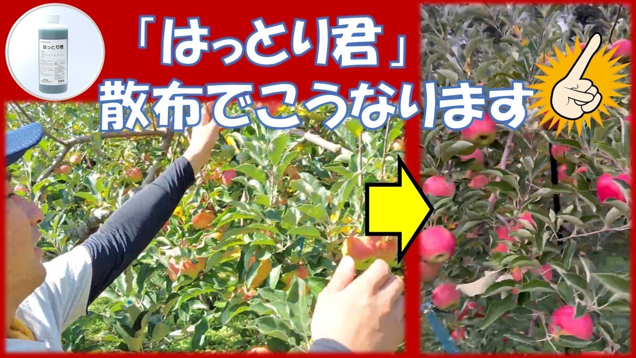 『はっとり君』　葉とらずつがる　葉の立ち上がり促進による自然な色上げ