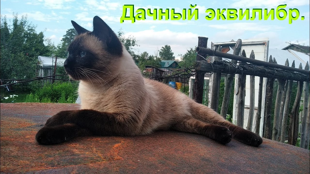 Дача. Кот эквилибрист.