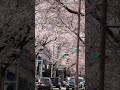 #shortsvideo #cherryblossom2026 #akigawa #akirunocity #tokyojapan