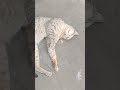 Cat Sleeping