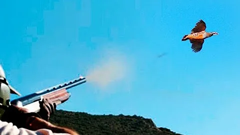 Partridge Hunt season | 2017-2018